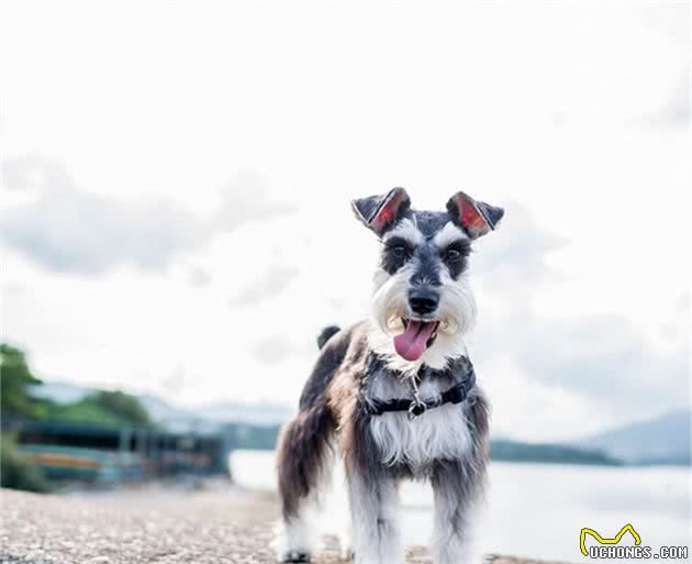 适合家庭喂养的小型犬