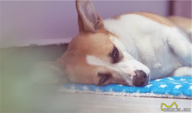 揭秘：狗狗睡前有这些举动，才是健康的表现
