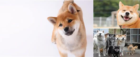 日本趣闻丨柴犬为什么叫“柴”犬？