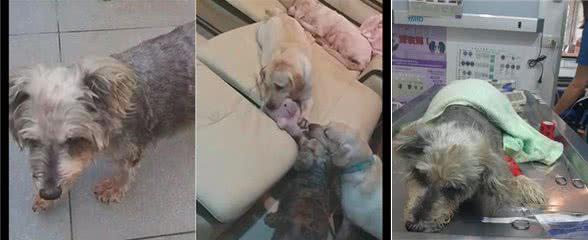 狗狗突发癫痫自知活不久了，为不让主人伤心，它选择半夜默默离开