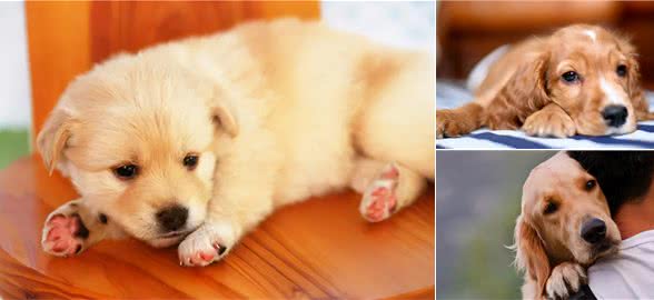 频繁舔爪子,可能是狗狗生病的征兆,主人别忽视了