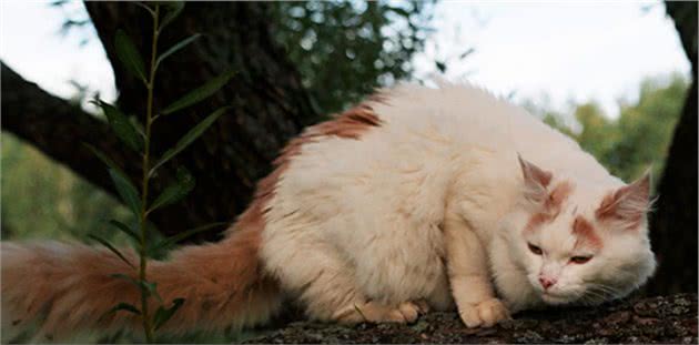 在土耳其的地位,等同我国大熊猫,想见一面真的是不太容易