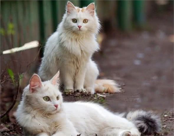 在土耳其的地位,等同我国大熊猫,想见一面真的是不太容易