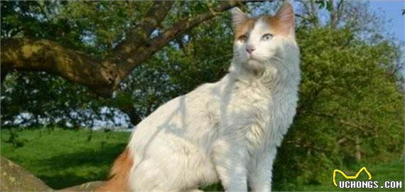 在土耳其的地位,等同我国大熊猫,想见一面真的是不太容易