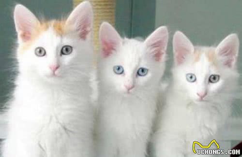 在土耳其的地位,等同我国大熊猫,想见一面真的是不太容易