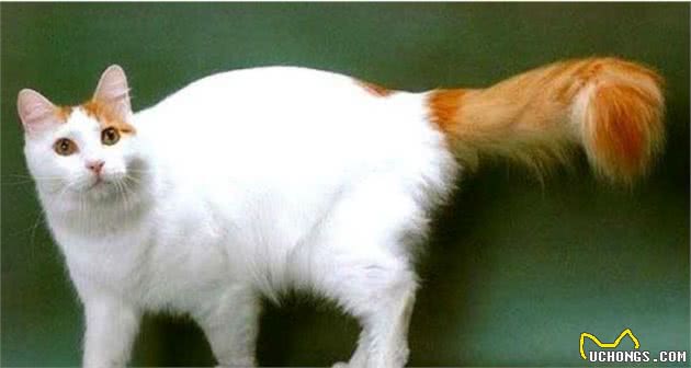 在土耳其的地位,等同我国大熊猫,想见一面真的是不太容易