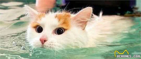 在土耳其的地位,等同我国大熊猫,想见一面真的是不太容易