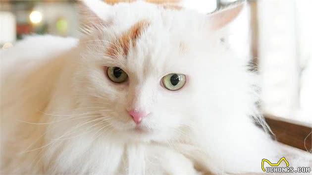 在土耳其的地位,等同我国大熊猫,想见一面真的是不太容易