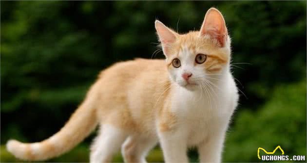 在土耳其的地位,等同我国大熊猫,想见一面真的是不太容易