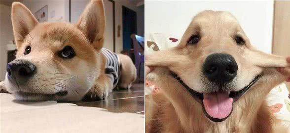 狗发情了一直叫怎么办？