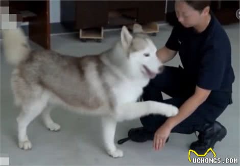 谁说哈士奇不能当警犬？看民警们五天训练成警犬