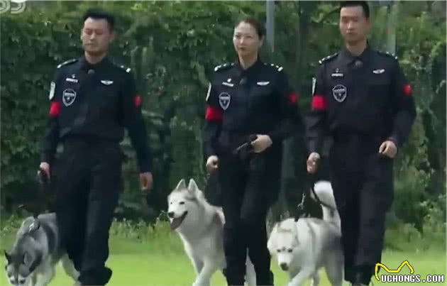 谁说哈士奇不能当警犬？看民警们五天训练成警犬