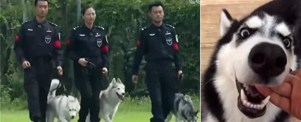 谁说哈士奇不能当警犬？看民警们五天训练成警犬