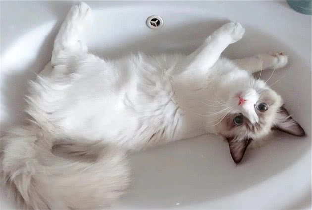 新手如何选择一只猫咪