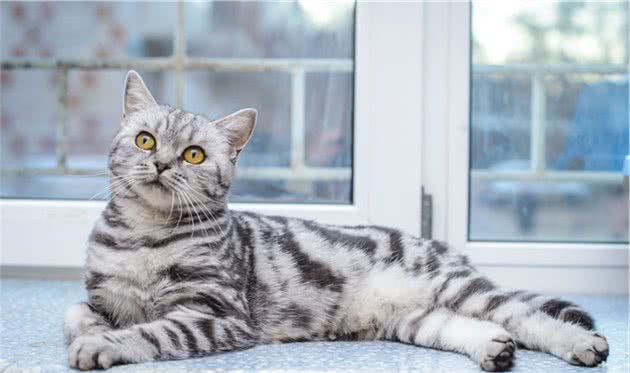 怎么从外形上区分美短与狸花猫