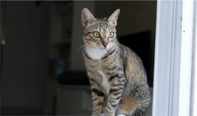 怎么从外形上区分美短与狸花猫
