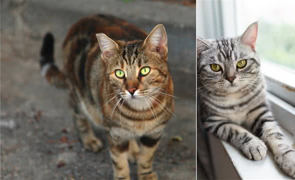 怎么从外形上区分美短与狸花猫