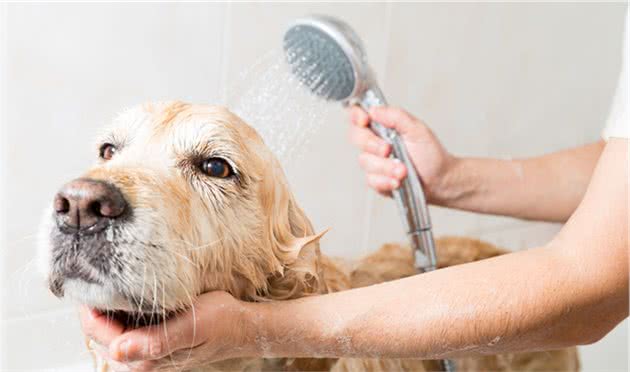 宠物犬家庭清洁的常用技巧，各位宠物主人需要了解的宠物知识