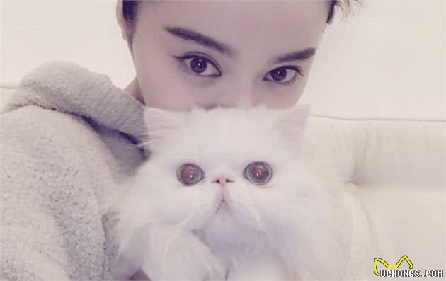 猫中王妃“波斯猫”，为何越来越少人养？原因有6个