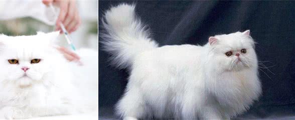 猫中王妃“波斯猫”，为何越来越少人养？原因有6个