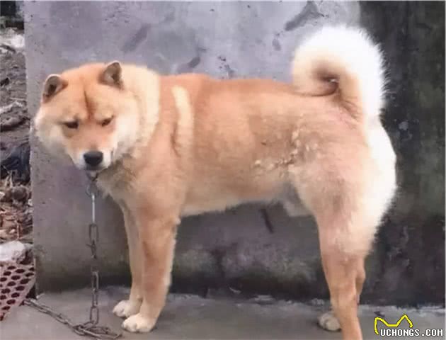 狗在交配过程中，为什么要“背靠背”闭锁？这难道就没有危险吗？