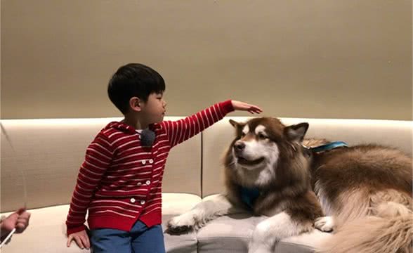 狗狗在家老是叫，学会这招，轻松解决