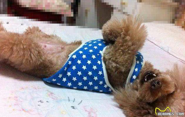 泰迪犬做这7点，表明在它眼里，你是它的“妈妈”