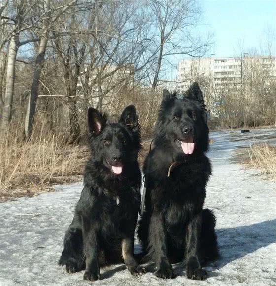 中国东北最凶猛的2种犬，攻击性仅次于藏獒，看到最好绕道走