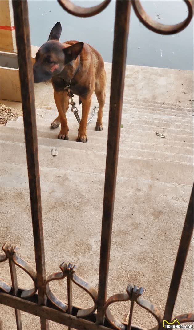 金毛马犬，一段无法忘却的狗生记忆