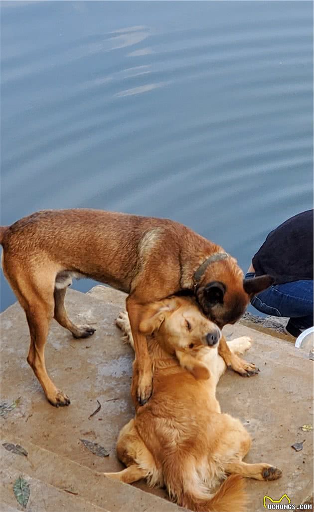 金毛马犬，一段无法忘却的狗生记忆