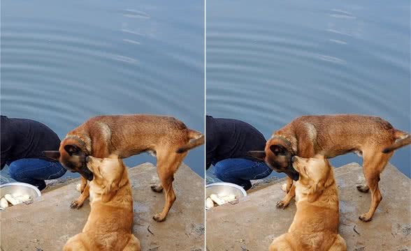 金毛马犬，一段无法忘却的狗生记忆