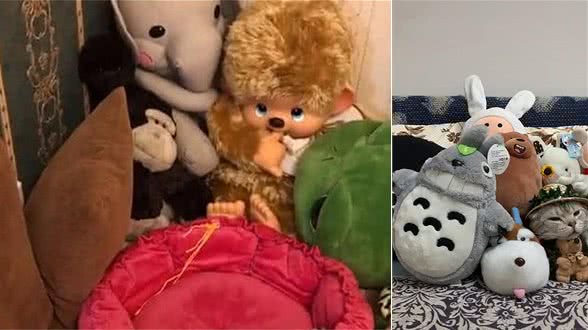 女子做了一堆自家猫咪的仿真玩偶，竟骗了不少人：真假美猴王啊？