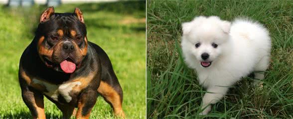 在你训练你家爱犬时，树立主人的权威，是非常重要的