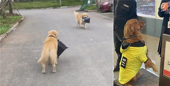 狗狗打工行为大赏