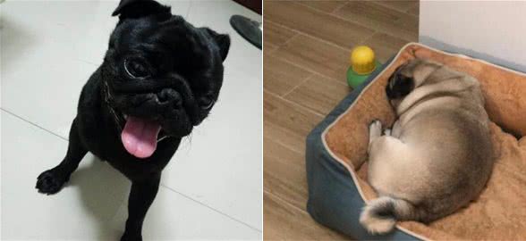 巴哥犬怎么训练上厕所？