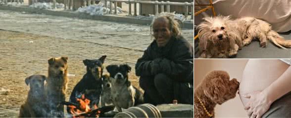 狗狗究竟有多忠诚？对它而言，“忠诚”二字可伴随一生