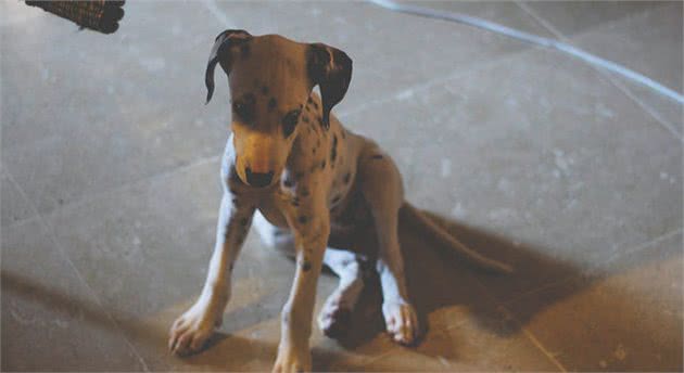 狗狗做错事，如果主人骂狗有用的话，就不用训犬师了