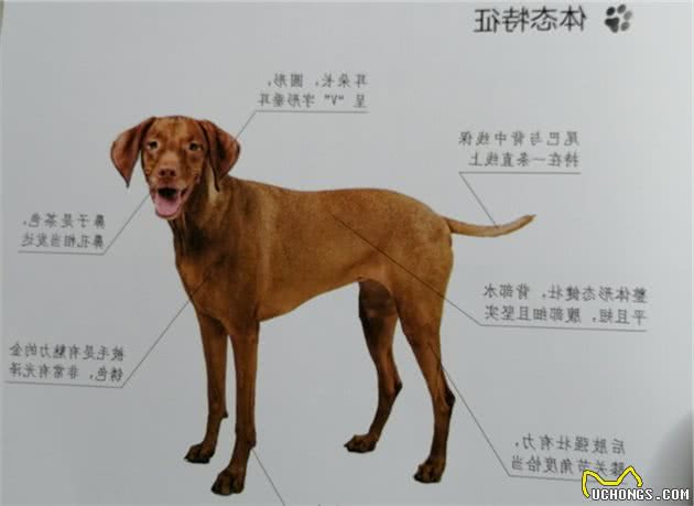 世界名犬NO:23维兹拉猎犬，世界上没有味道的狗狗，太完美了