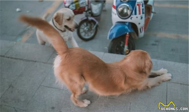 狗狗犯错后，有这几种表现，说明它意识到自己的错误了