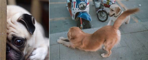狗狗犯错后，有这几种表现，说明它意识到自己的错误了