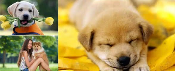 养狗养久了会得“病”的，这些病还无药可医，你得了几种？