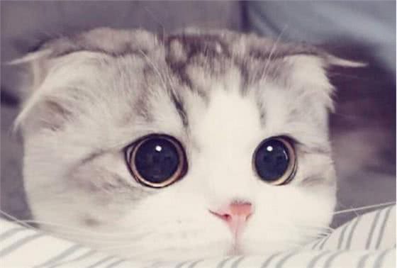 猫界“最漂亮”的6种猫，让人赏心悦目眼睛一亮，你觉得谁第一？