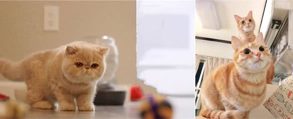 猫界脾气最好、最乖的5种猫，不哭不闹，你家有同款吗？