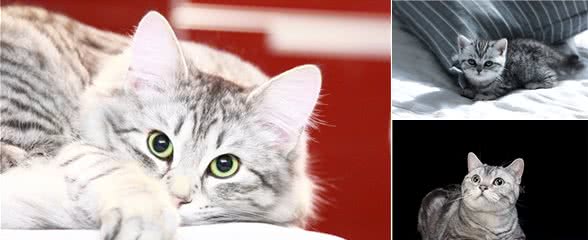 美国短毛猫，原来是这么来的