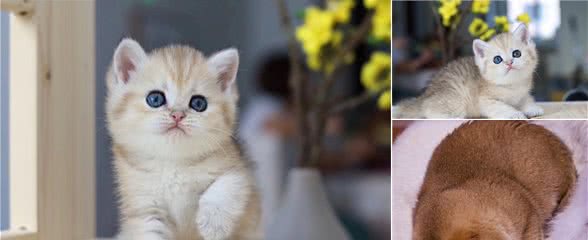 金渐层猫是英短里的土豪金，3款常见色，哪一款让你“更爱”？
