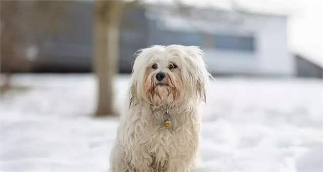 哈瓦那犬孤独的抗争：当爱已成灰，我宁愿流浪