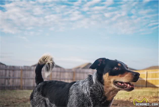 澳洲牧牛犬毛色，你一定要了解！