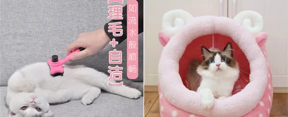 养猫须知:如果你没还有做好这些养猫的准备,那你一定不要养