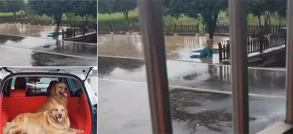 湖南一主人去上班狗子跳上副驾驶，被套路后气得在院子淋雨2小时
