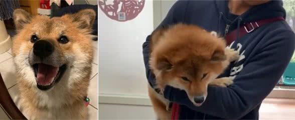 柴犬非常怕医生，一看到医生就狂喊：“不要碰我的小屁屁”